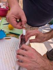 20260822_132030_Grillparty_Gourmetgrillen_Alex_Karpf_Gallbrunn.jpg